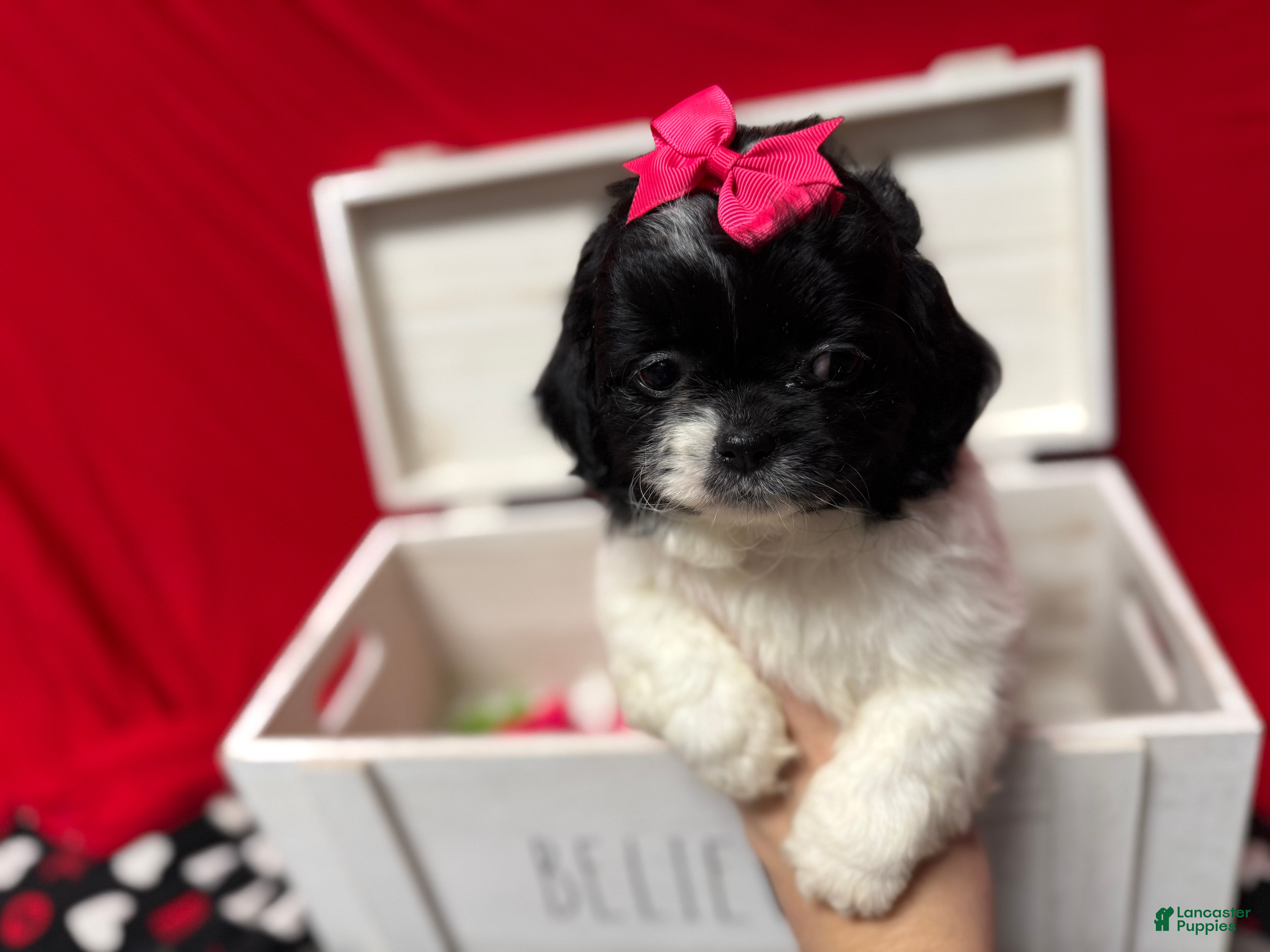 Shihpoo dogs Glinda  - Ad 11