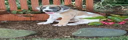 Great Dane dogs for sale: Parker Great Dane  - Ad 6