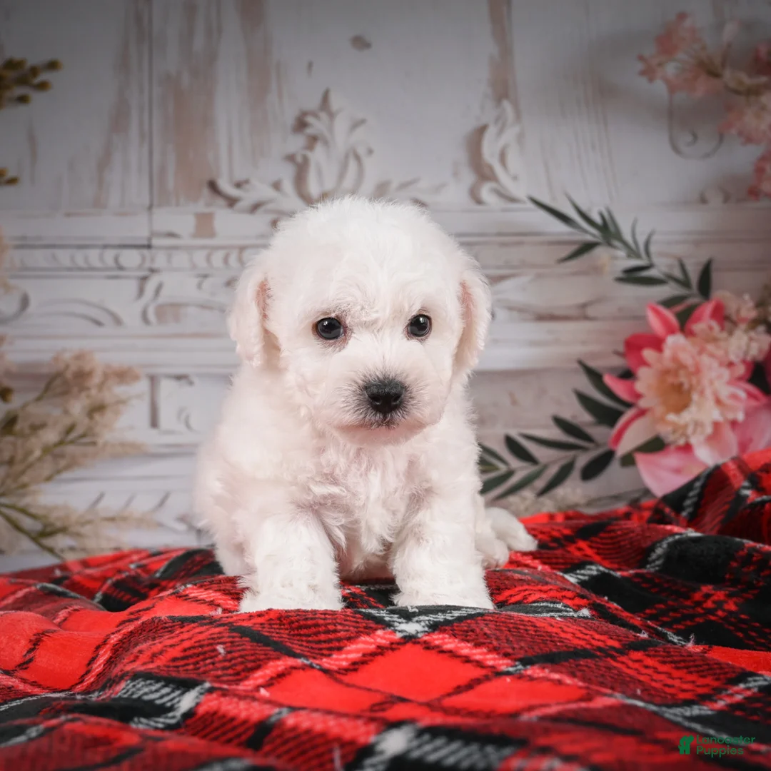 Bichon Frise dogs for sale: AKC-Rolo - Ad 12