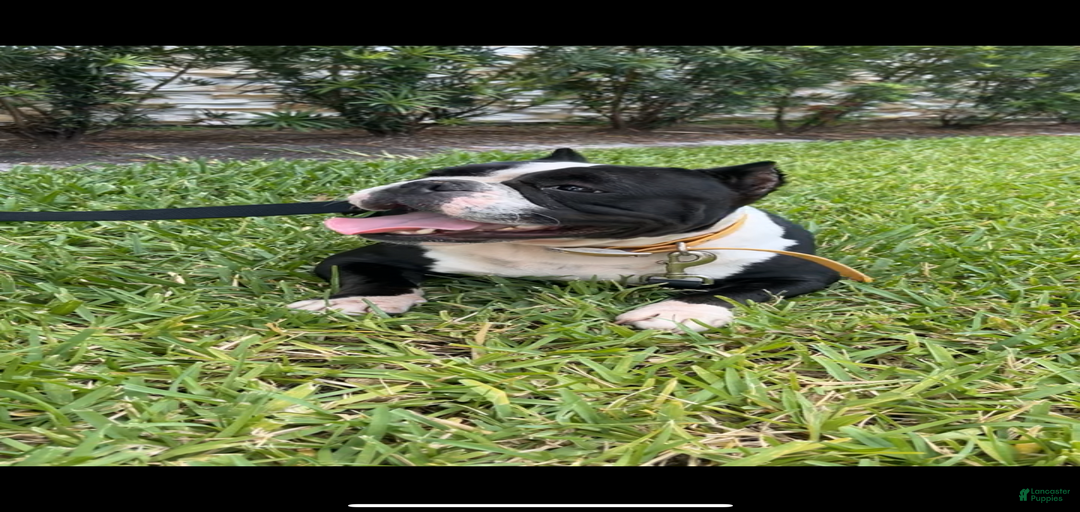 Gallery Image {{count}}