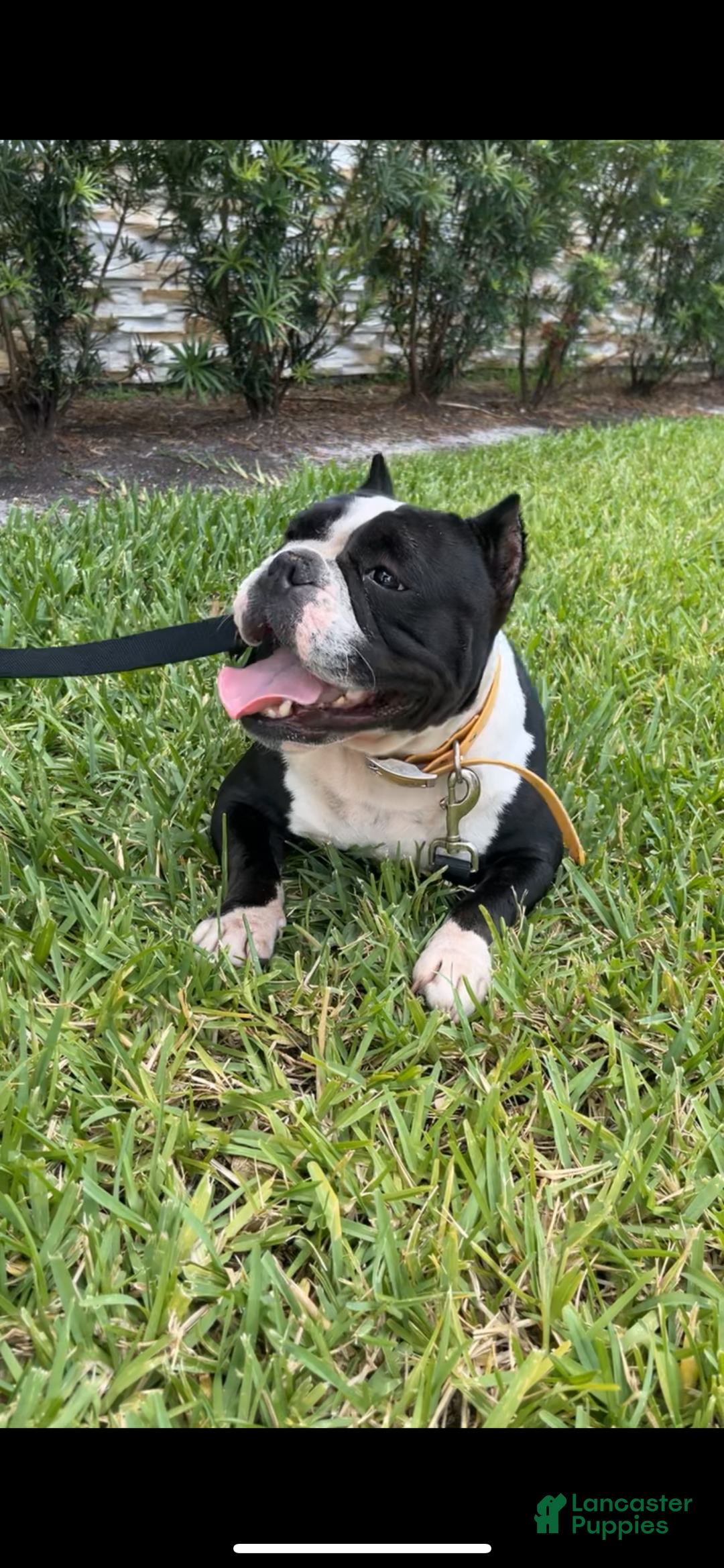 Gallery Image {{count}}