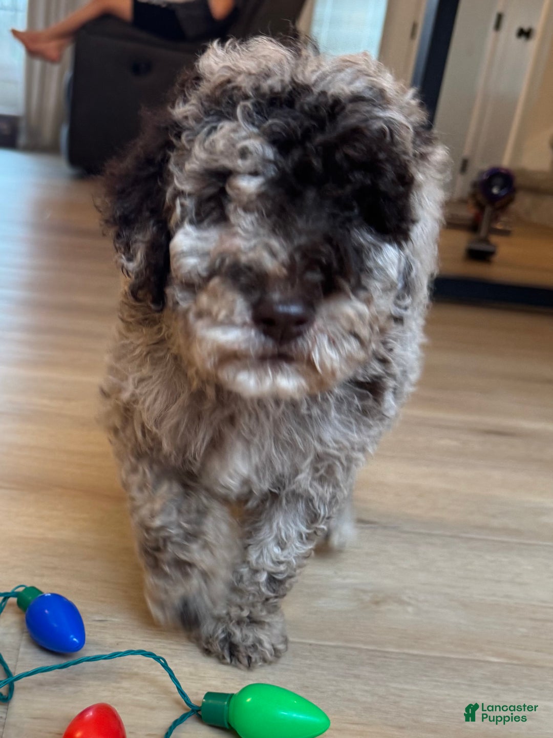 Mini Goldendoodle dogs for sale: Lucy - Ad 6
