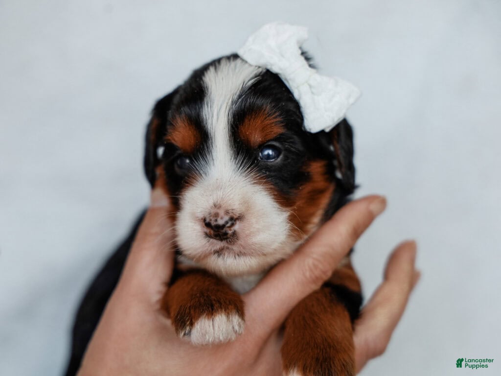 Mini Bernedoodle dogs Zach - Ad 27