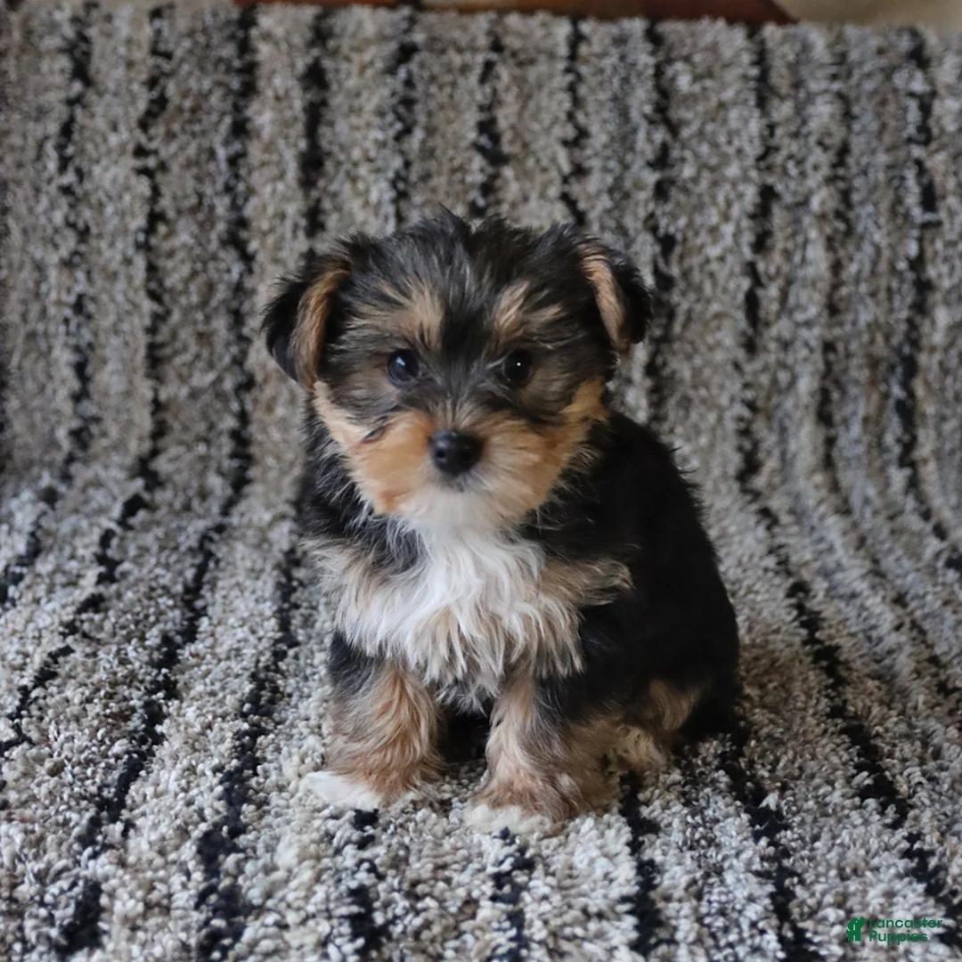 Yorkshire Terrier dogs for sale: Teddy - Ad 4
