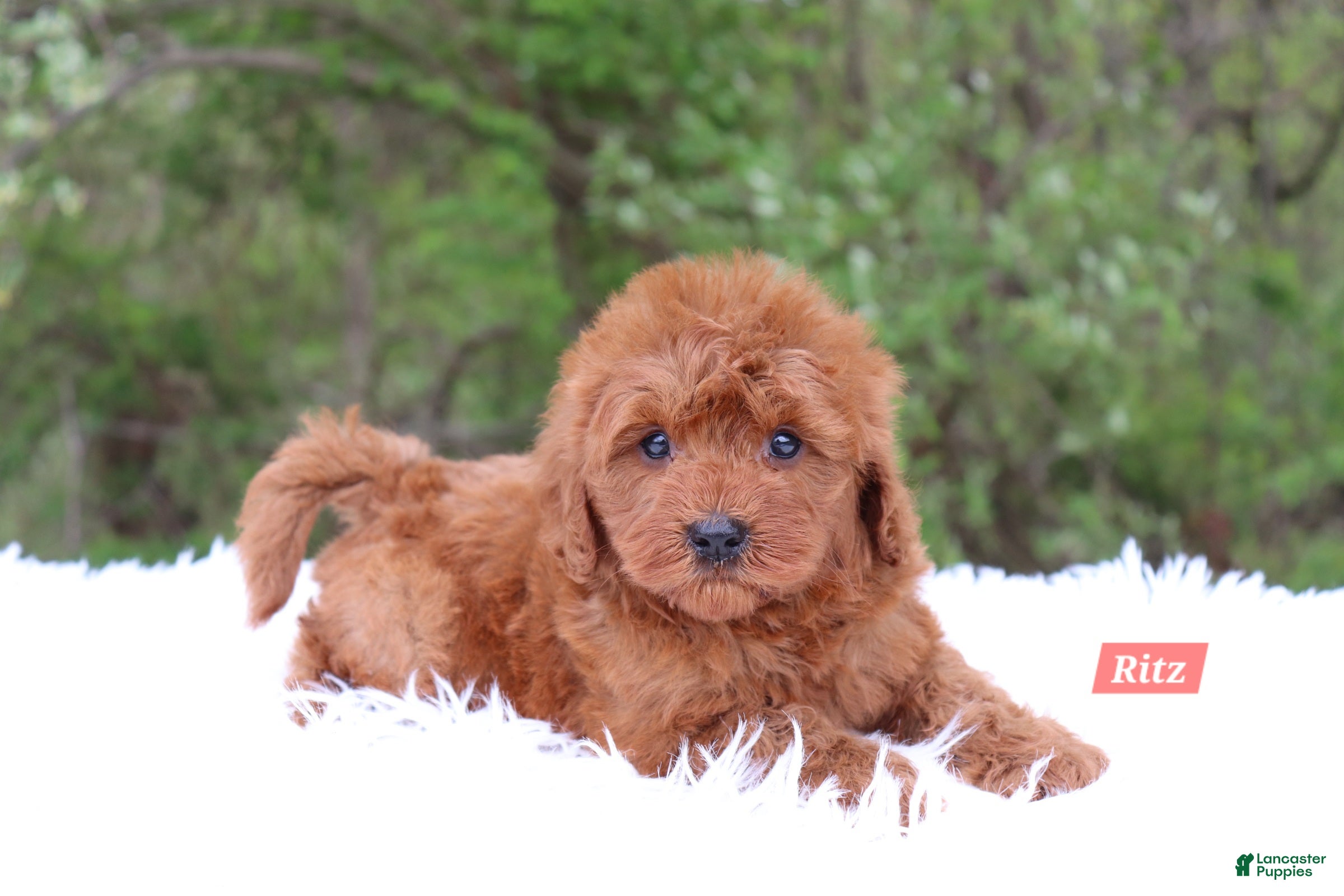 Cavapoo dogs Ritz - Ad 2
