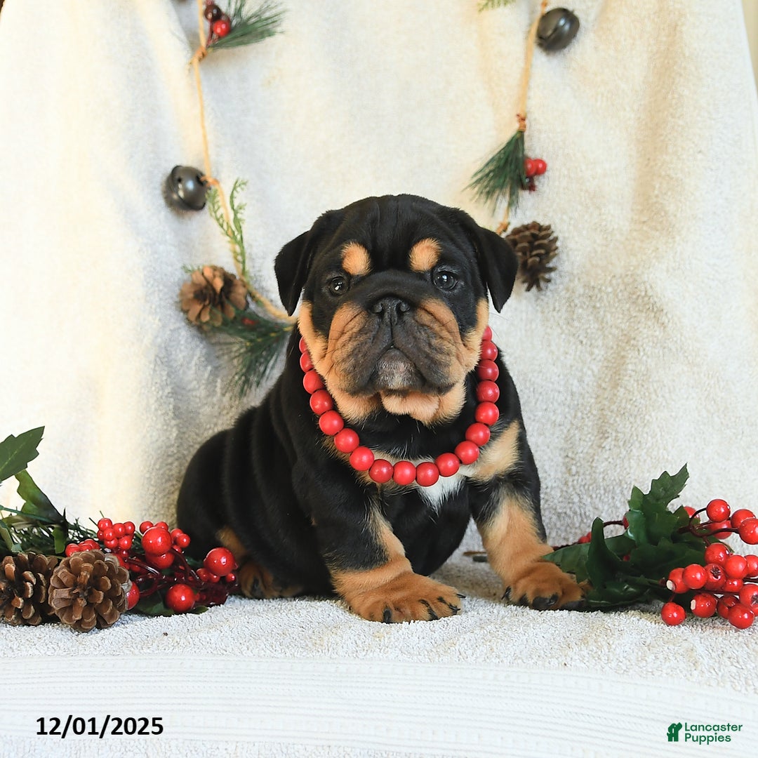 English Bulldog dogs for sale: Tuxedo - Ad 1