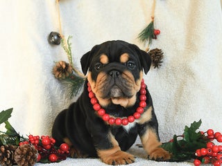 English Bulldog dogs Tuxedo - Ad 29