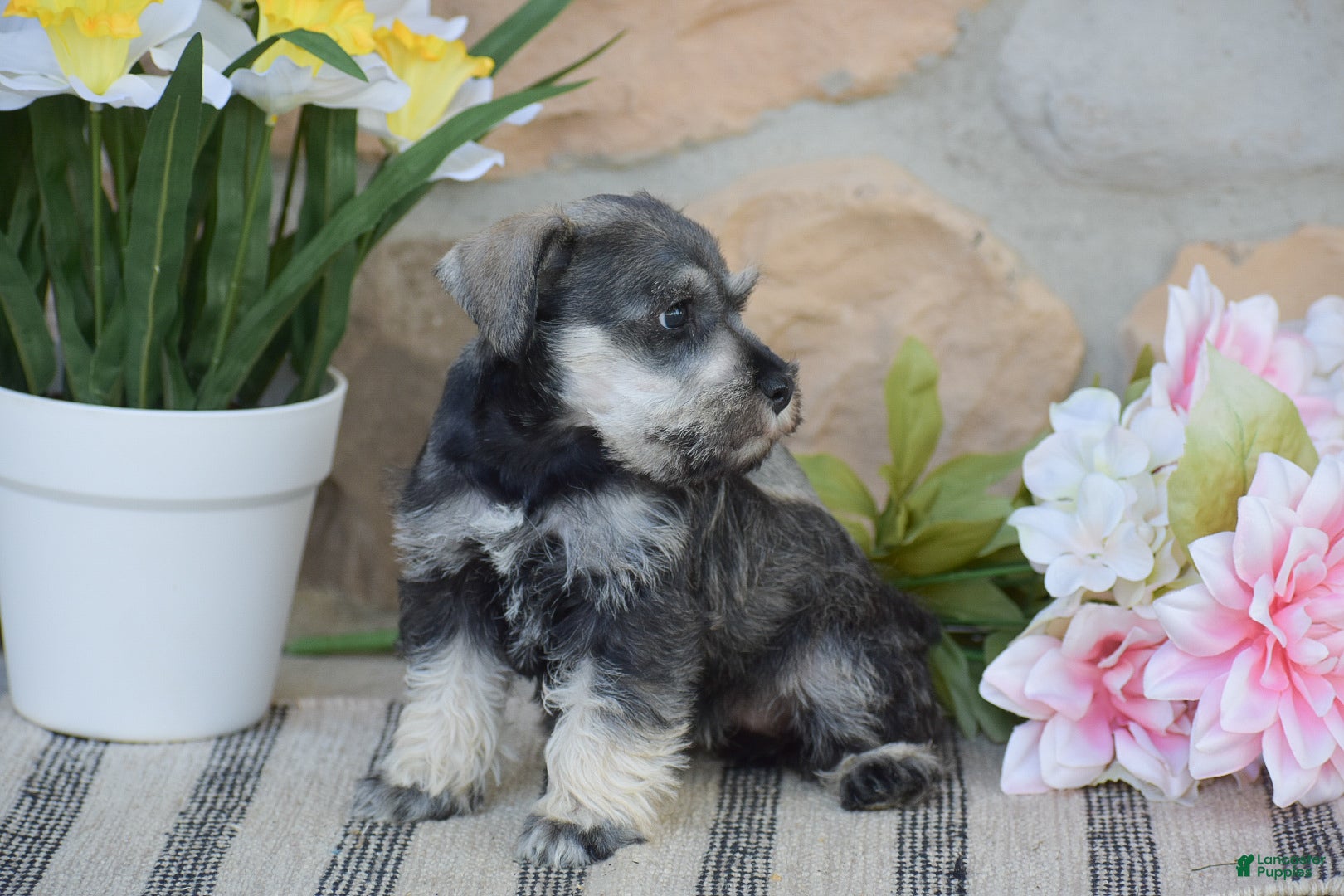 Miniature Schnauzer dogs Tinker - Ad 2