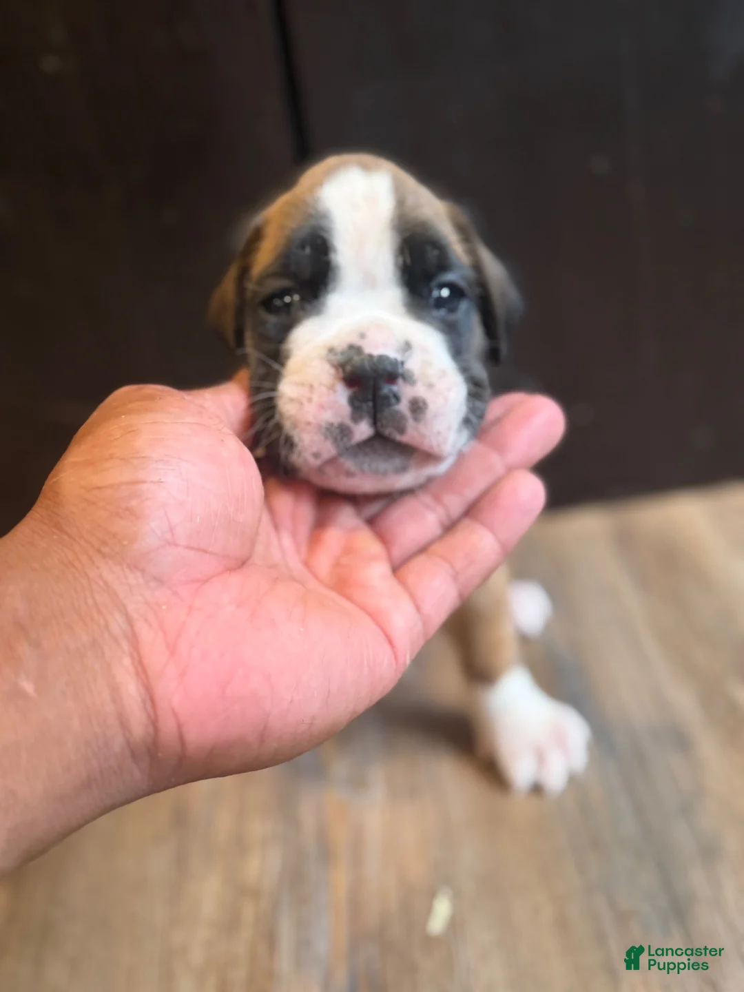 Boxer dogs for sale: Lux - Ad 2