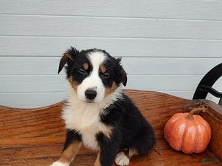 Australian Shepherd dogs - Ad 27