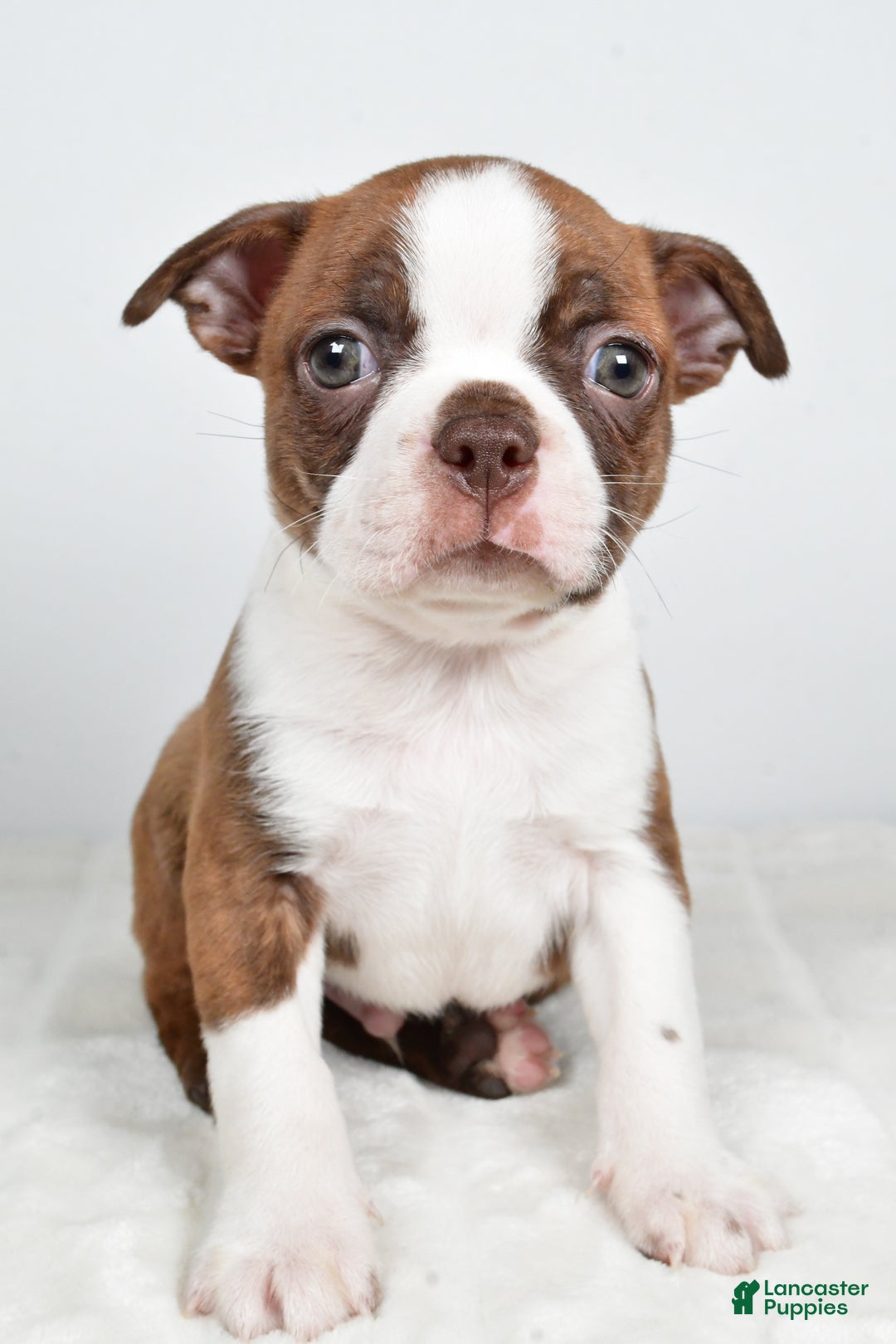 Boston Terrier dogs for sale: Lonnie - Ad 3