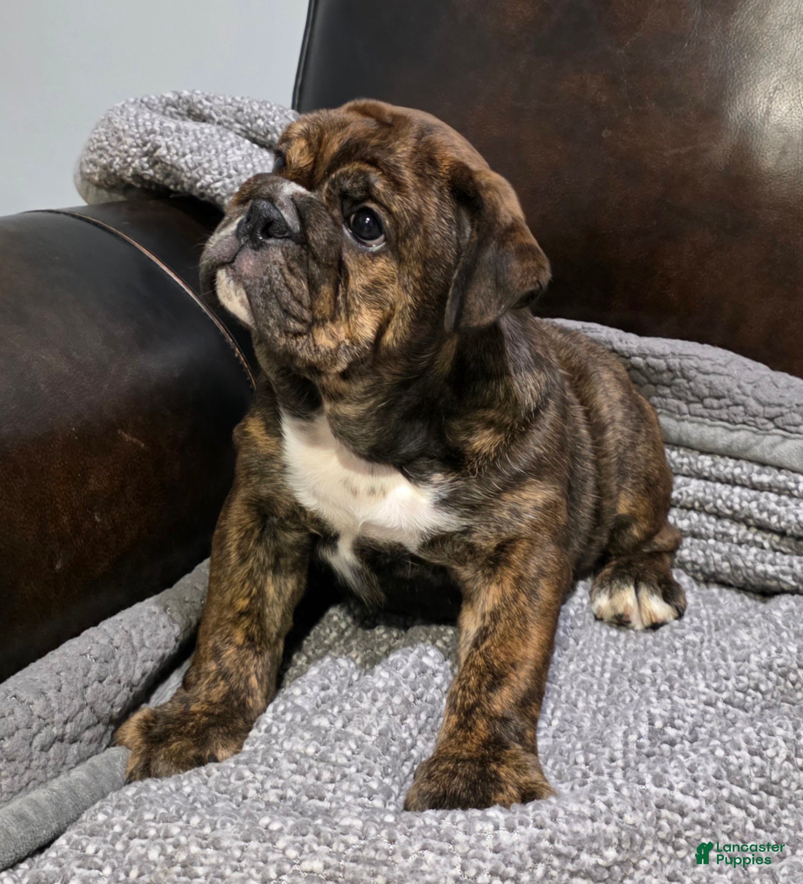 English Bulldog dogs Kelly - Ad 2