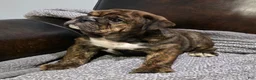 English Bulldog dogs for sale: Kelly - Ad 4