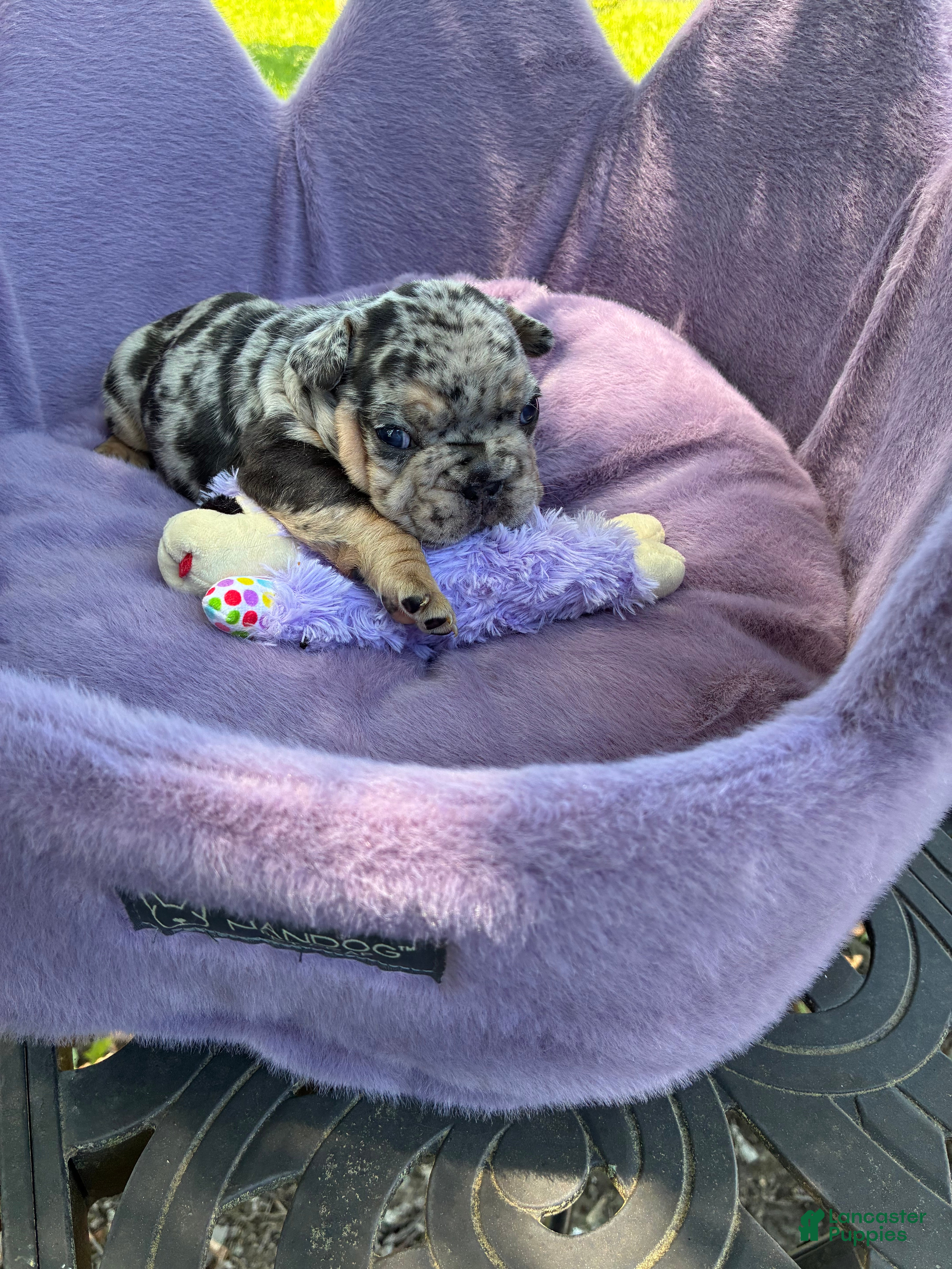 French Bulldog dogs for sale: Picasso Merle, Big Rope, and Fluffy frenchie  - Ad 1