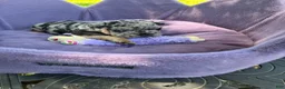 French Bulldog dogs for sale: Picasso Merle, Big Rope, and Fluffy frenchie  - Ad 1