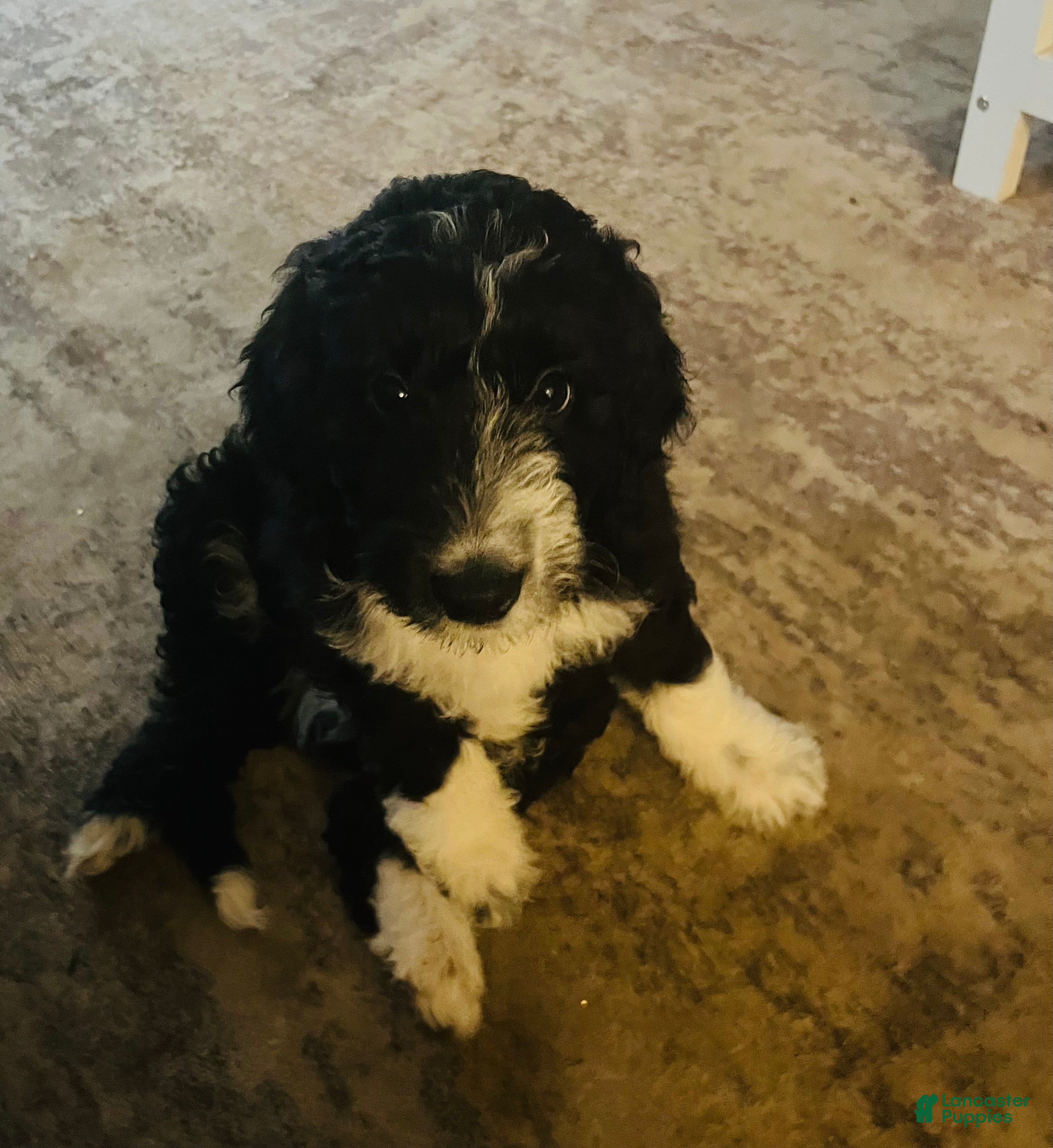 Aussiedoodle dogs Baxter  - Ad 2
