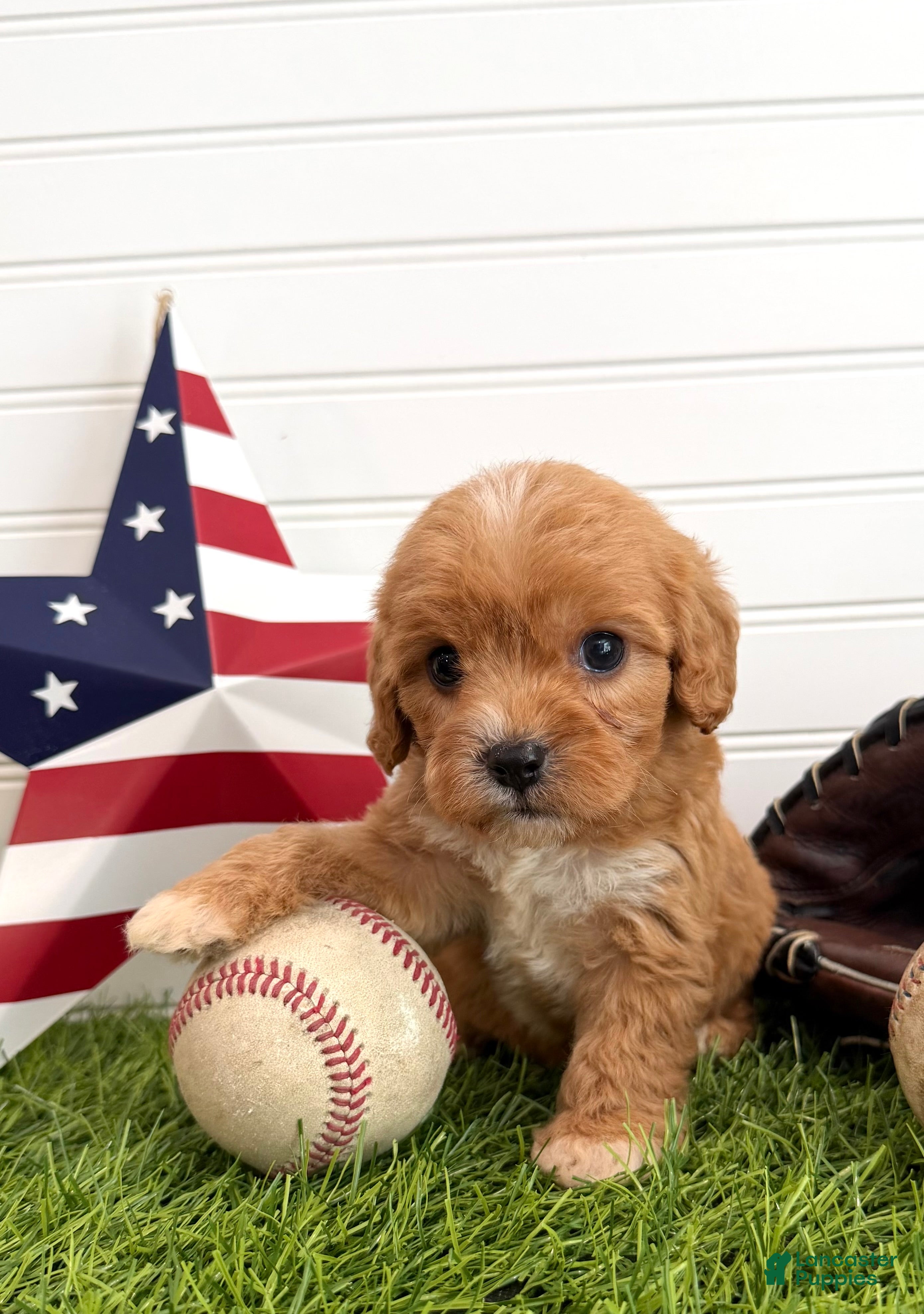 Cavapoo dogs Sparkler - Ad 2