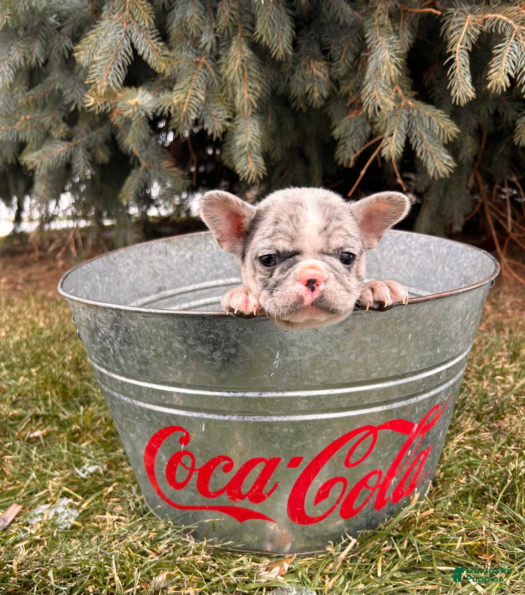 French Bulldog dogs for sale: Koko - Ad 5