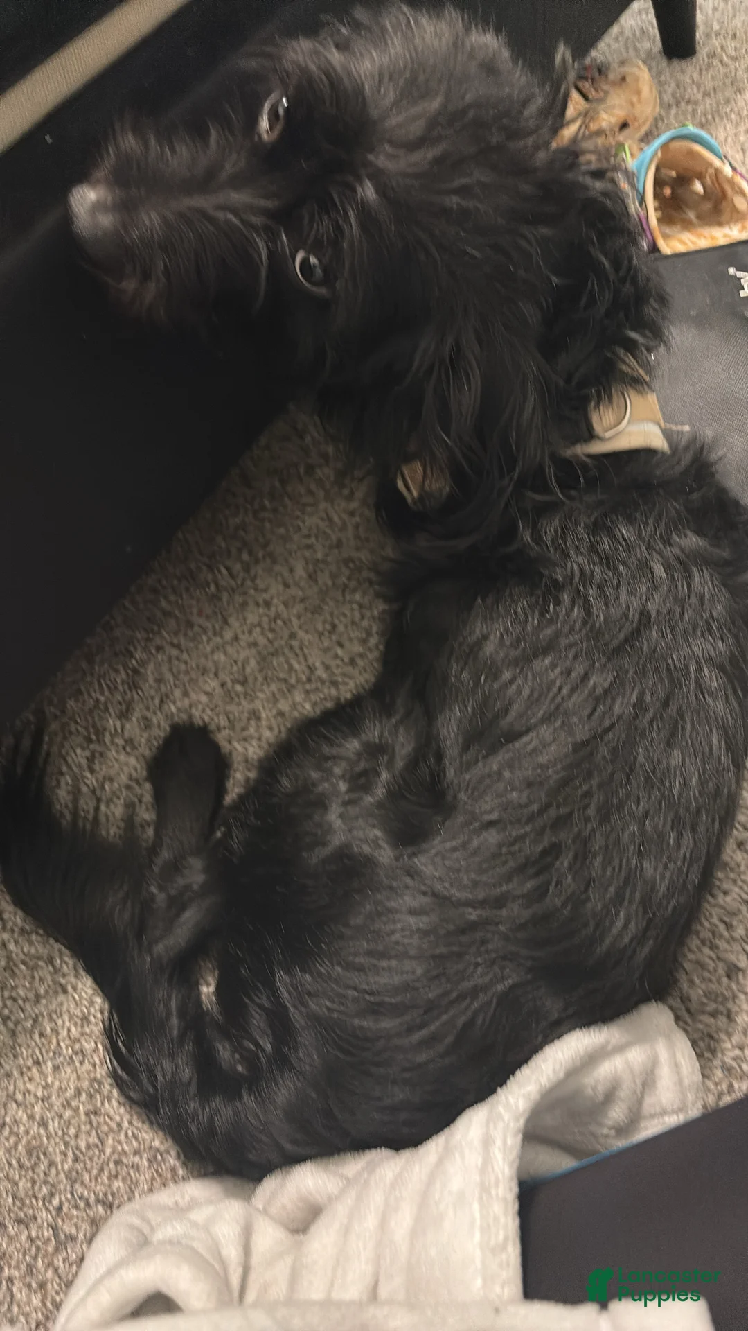 Labradoodle dogs for sale: Labradoodle Puppy 1 - Ad 2