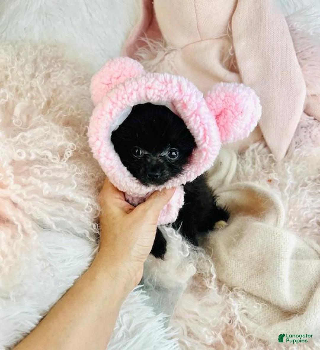 Pomeranian dogs for sale: Pomeranian Puppy 1 - Ad 1