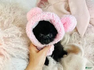 Pomeranian dogs Pomeranian Puppy 1 - Ad 11