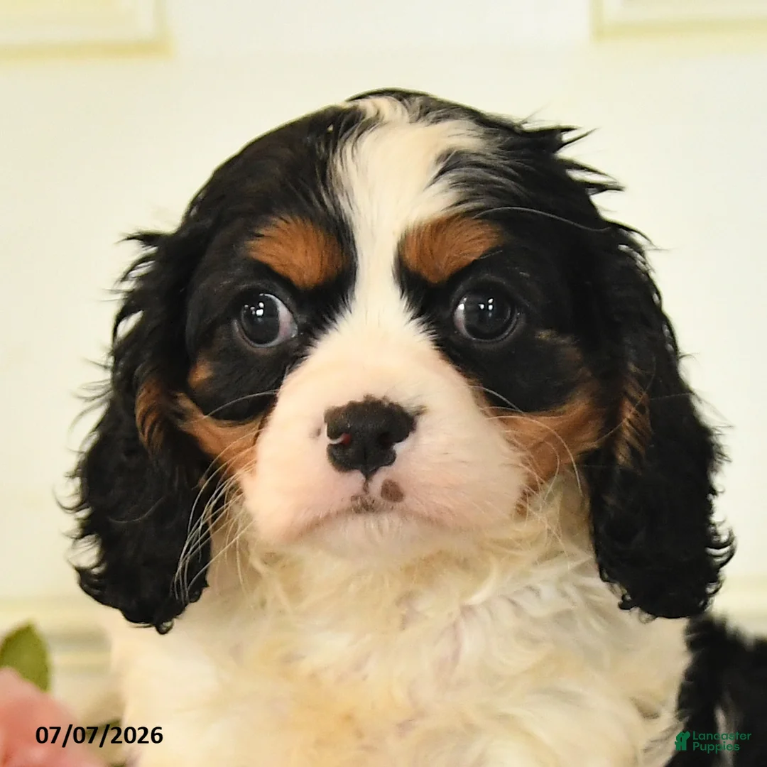 Cavalier King Charles Spaniel dogs for sale: Lucky - Ad 2