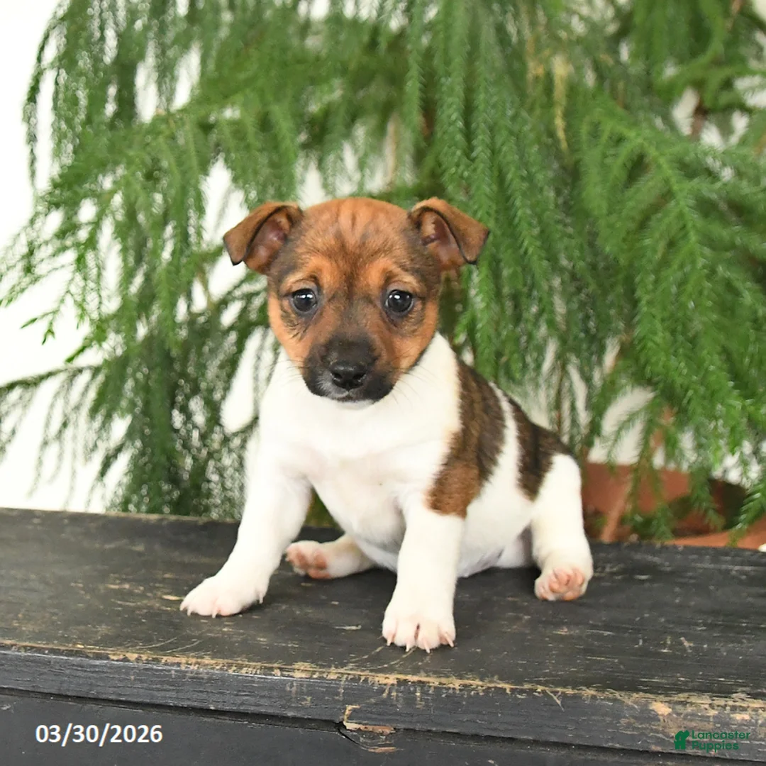 Jack Russell Terrier dogs for sale: Jenny - Ad 5