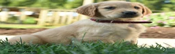 Golden Retriever dogs for sale: Hilda - Ad 3