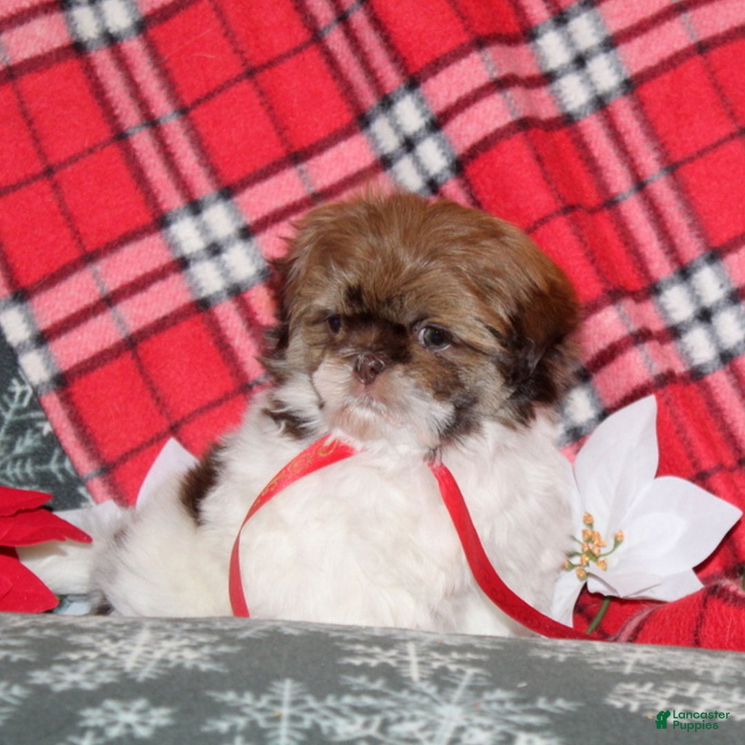 Shih Tzu dogs for sale: Mikey  - Ad 3