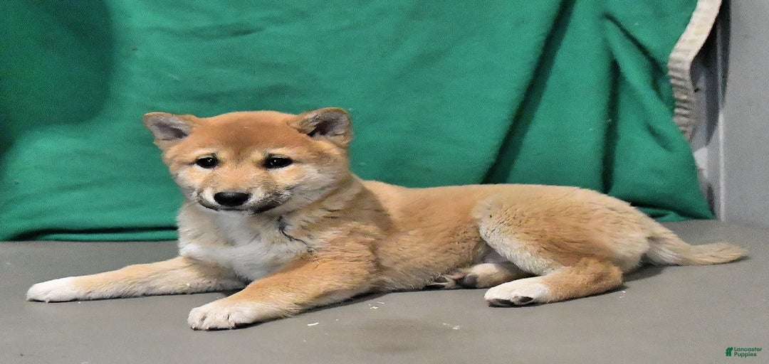 Gallery Image {{count}}