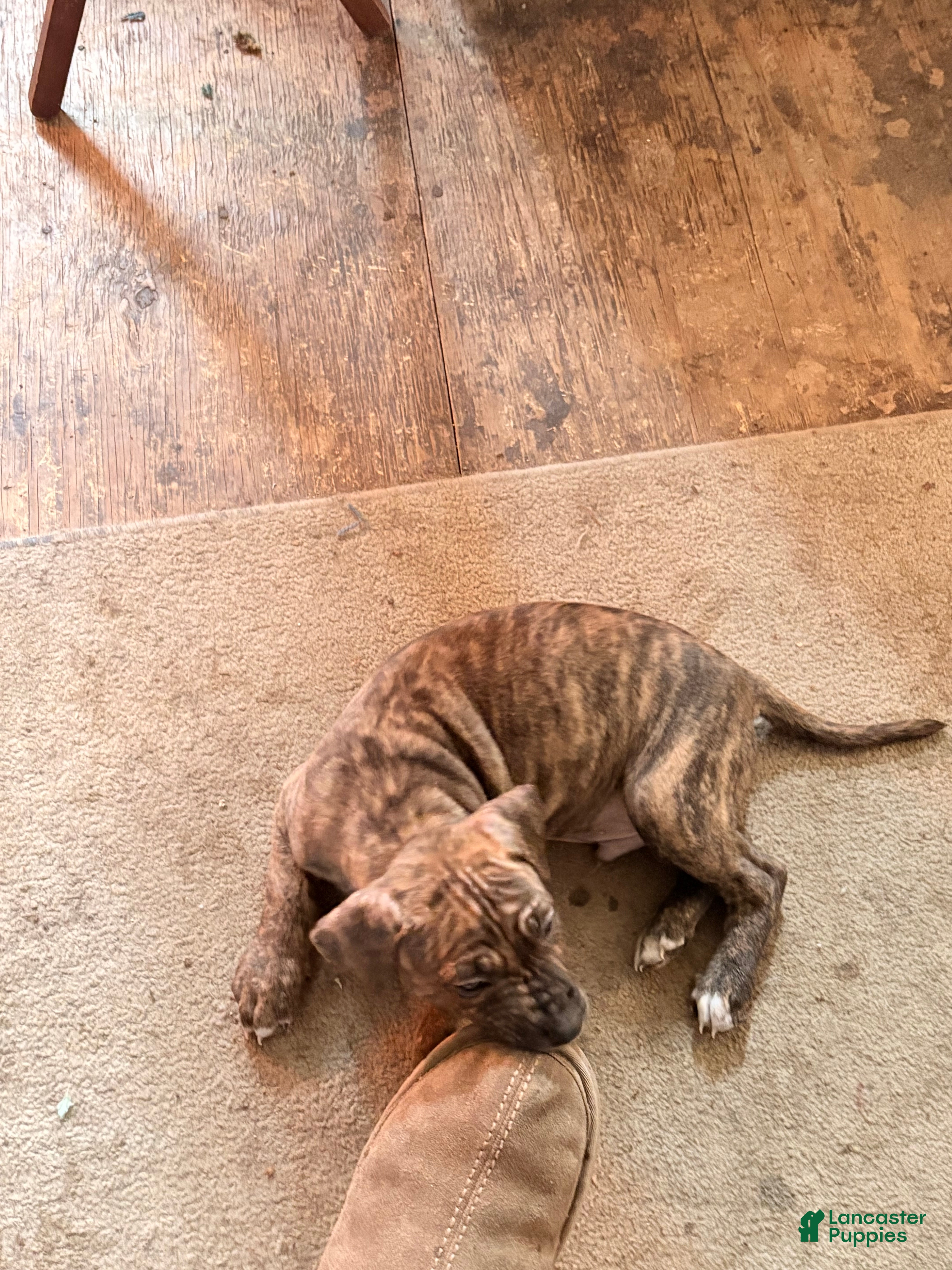 Mixed Breed dogs Princess  - Ad 2