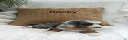 Mini Bernedoodle dogs for sale: Rocky  - Ad 3