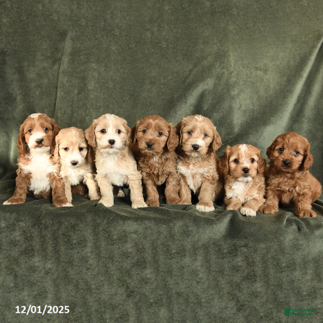 Cockapoo dogs for sale: Cassie   - Ad 3