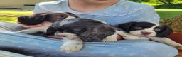 Mixed Breed dogs for sale: Kisses - Ad 4