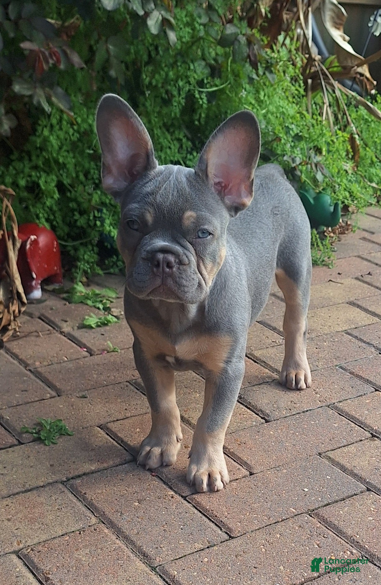 French Bulldog dogs French Bulldog Puppy 1 - Ad 26
