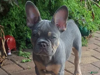 French Bulldog dogs French Bulldog Puppy 1 - Ad 26