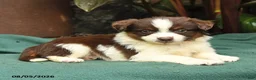 Miniature Australian Shepherd dogs for sale: Sabrina - Ad 3