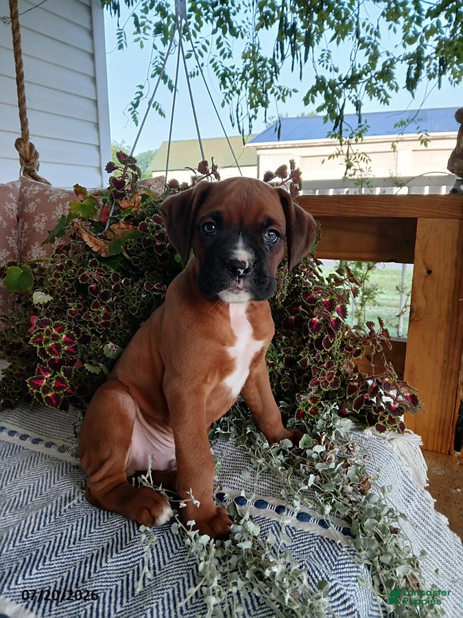 Boxer dogs Dreamer - Ad 2