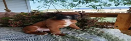 Boxer dogs for sale: Dreamer - Ad 2