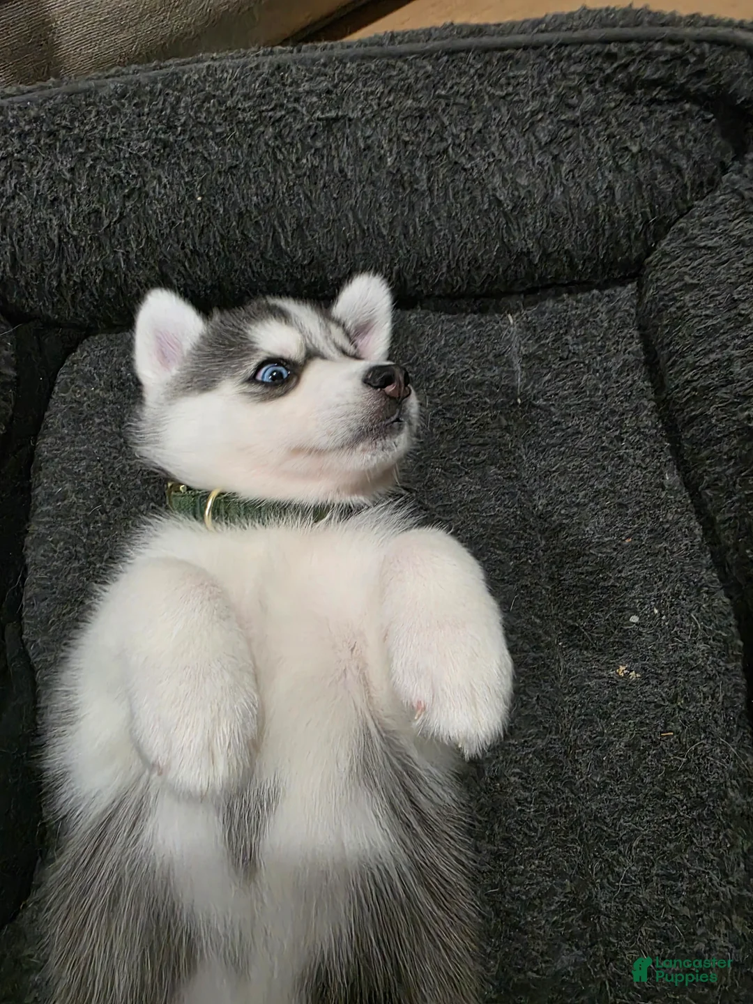 Siberian Husky dogs for sale: Siberian Husky Puppy 7 - Ad 2