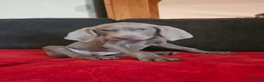 Weimaraner 9