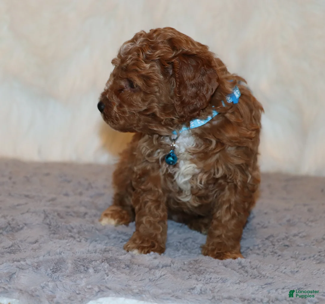 Mini Goldendoodle dogs for sale: Thomas 💙 Micro Miniature - Ad 8
