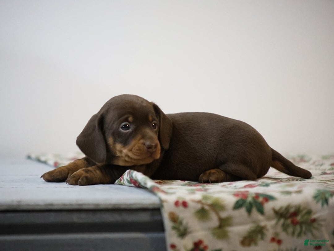 Miniature Dachshund dogs for sale: Braden - Ad 4