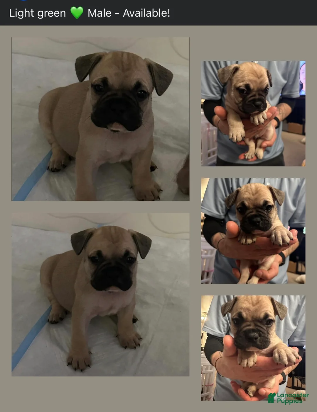 French Bulldog dogs for sale: Bruno - Light green collar  - Ad 1