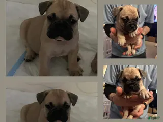 French Bulldog dogs for sale: Bruno - Light green collar - Ad 2