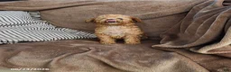 Toy Poodle dogs for sale: Copper - Ad 2