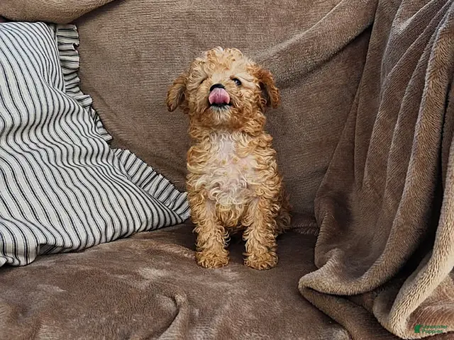 Toy Poodle dogs for sale: Copper - Ad 2