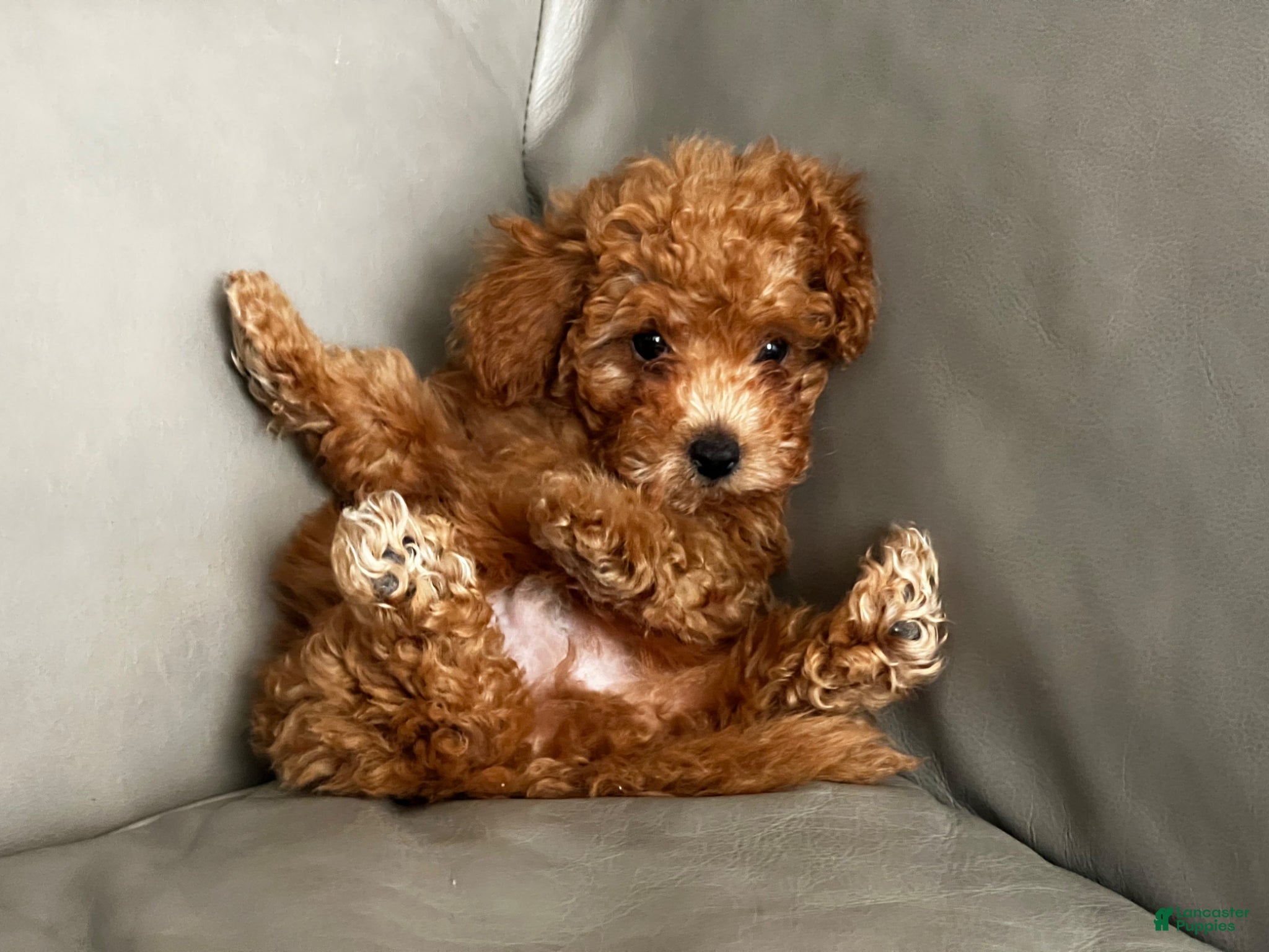 Toy Poodle dogs for sale: Toy Poodle Puppy 1 - Ad 4