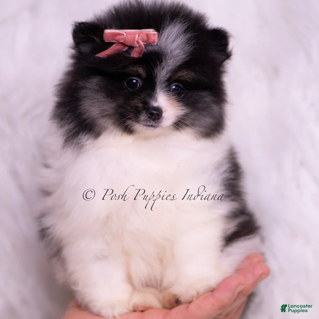 Pomeranian dogs for sale: Kisses - Ad 2