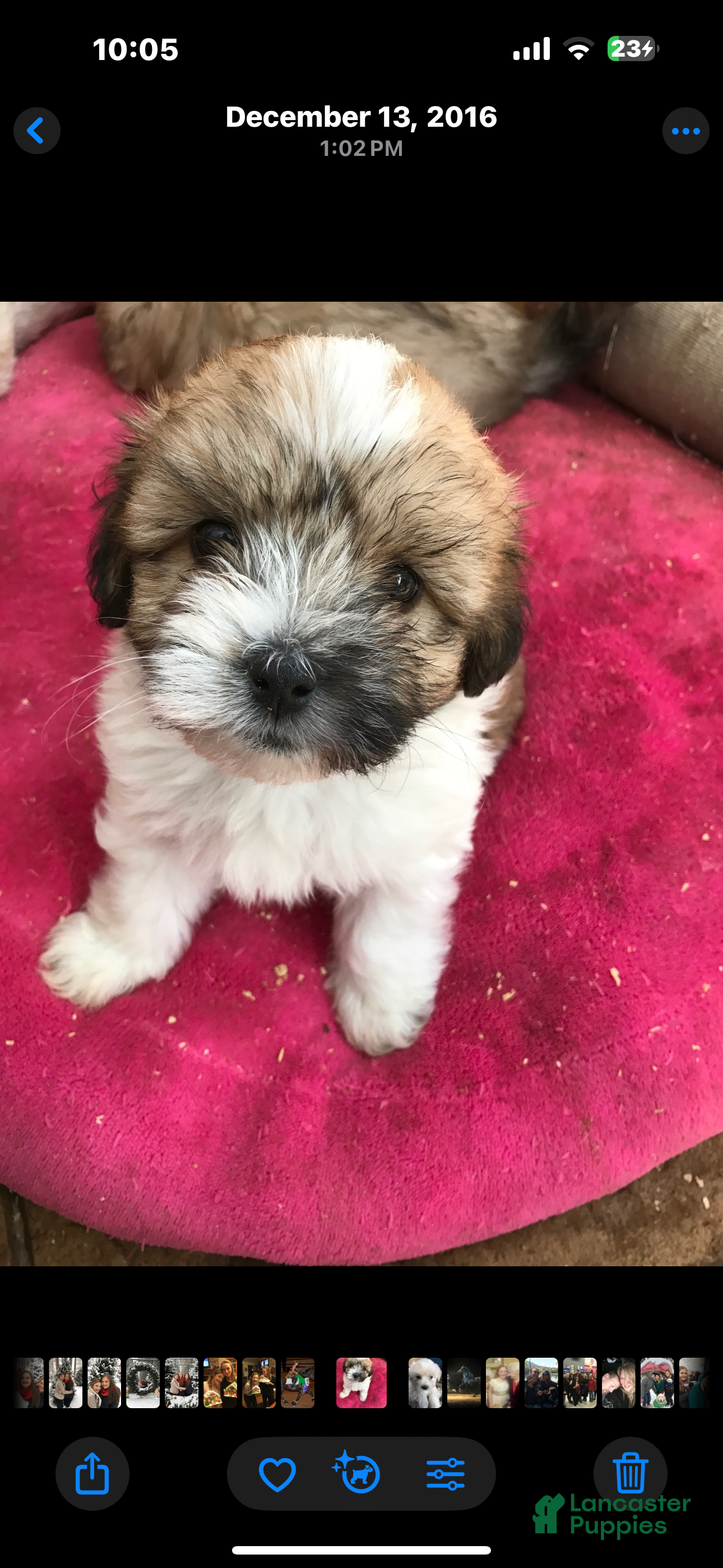 Coton De Tulear dogs Coton De Tulear Puppy 1 - Ad 13